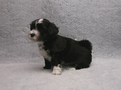 Bichon Havanais hvalp fra Kennel Miki Nanoq